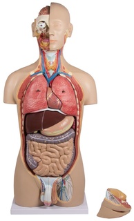Lidský trup (torzo), 27 částí