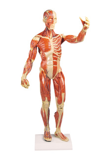 Lidské svaly, postava 1/3 životní velikosti