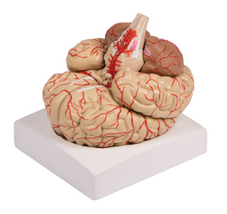 Mozek s cévami, 9 částí