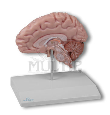 Model poloviny mozku v životní velikosti