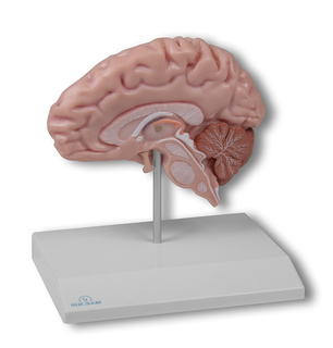 Model poloviny mozku v životní velikosti
