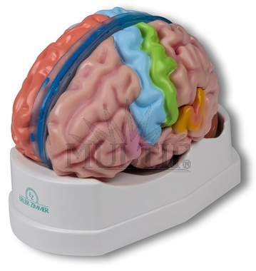 Mozek v životní velikosti, 5 dílů