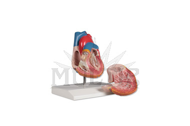 Model srdce v životní velikosti, 2 části