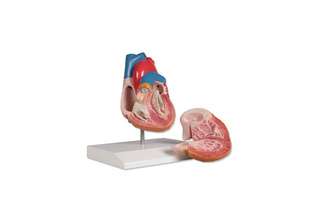 Model srdce v životní velikosti, 2 části