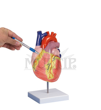 Model srdce dvojnásobně zvětšený, 2 části