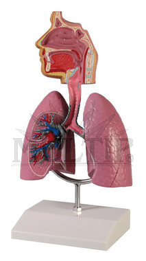 Dýchací cesty - model