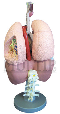 Lidská dýchací soustava