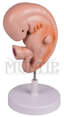 Lidské embryo-4 týdny