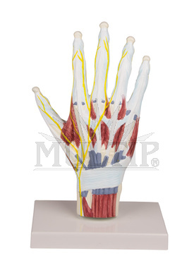 Struktura ruky-anatomický model