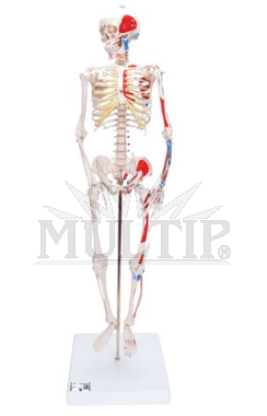 Lidská kostra se svaly - malý model