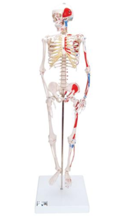 Lidská kostra se svaly - malý model