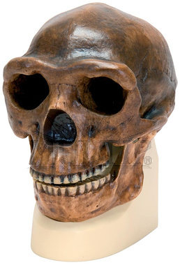 Replika lebky Homo erectus pekinensis (člověk pekingský)