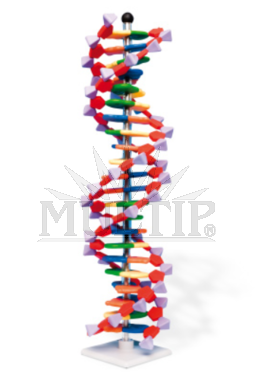 Model DNA, 22 segmentů