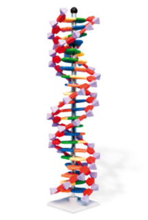 Model DNA, 22 segmentů