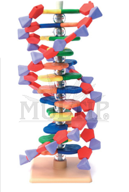 Model DNA, 12 segmetů