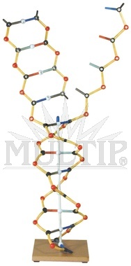 DNA-RNA model