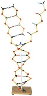 DNA-RNA model