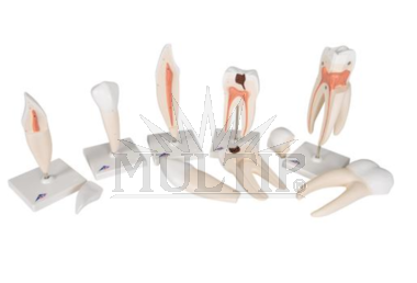 Modely zubů - 5 modelů