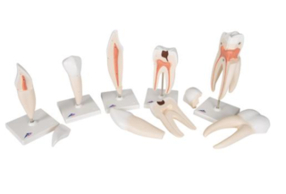 Modely zubů - 5 modelů