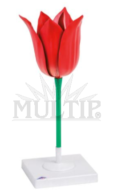 Tulipán zahradní (Tulipa gesneriana), model