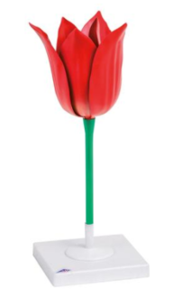 Tulipán zahradní (Tulipa gesneriana), model