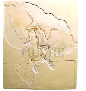 Archaeopteryx lithographica