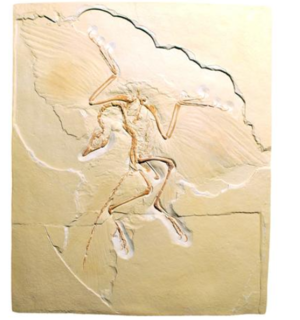 Archaeopteryx lithographica