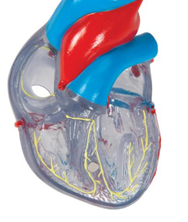 Model srdce s převodním systémem srdečním, 2 části