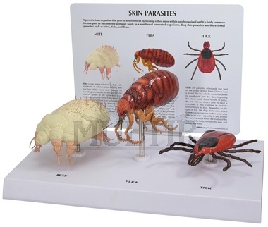 Modely psích parazitů