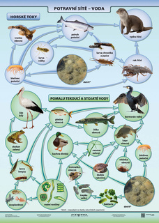 Potravní síť – voda A4