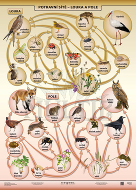 Potravní síť – louka,pole A4