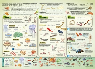 Bezobratlí I A4