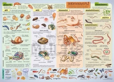 Bezobratlí II A4