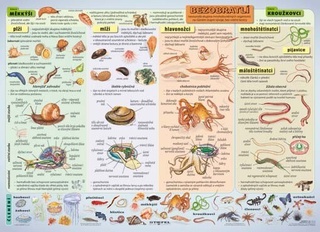 Bezobratlí II A4