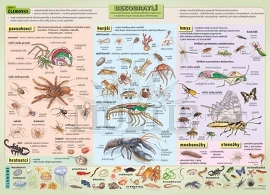 Bezobratlí III 160x120 cm
