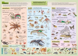 Bezobratlí III 160x120 cm