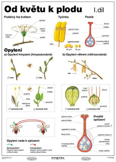 Od květu k plodu I A4