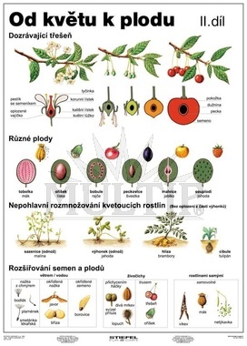 Od květu k plodu II A4