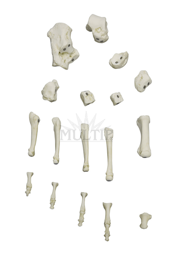 Lidská noha, magnetická